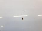 Suzuki Swift 5 NZ original Motorhaube weiss 26U BJ2011