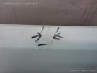 Mercedes Benz MB100 BJ1987 original Motorhaube Klappe Deckel vorn