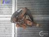 Opel Vectra B Achsschenkel Radlagergehäuse vorn links 1.8 85kw ABS BJ1999 Opel Vectra B Achsschenkel Radlagergehäuse vorn links 1.8 85kw ABS BJ1999